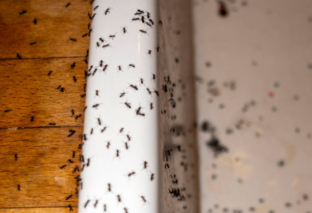 Best Wildlife Control Services  in Guntersville, AL