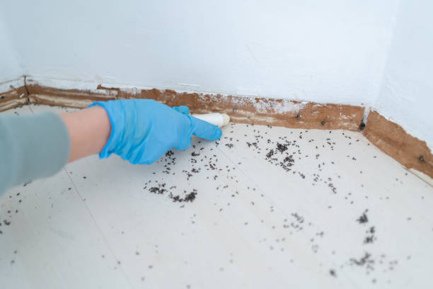 Best Local Pest Control Services  in Guntersville, AL